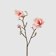 Magnolija_Stell_roze_h53